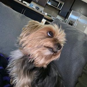 Meet your Posher, Jesse